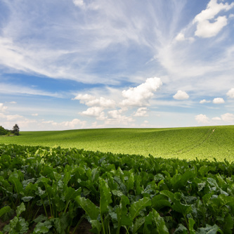 Image of Sugar Beet