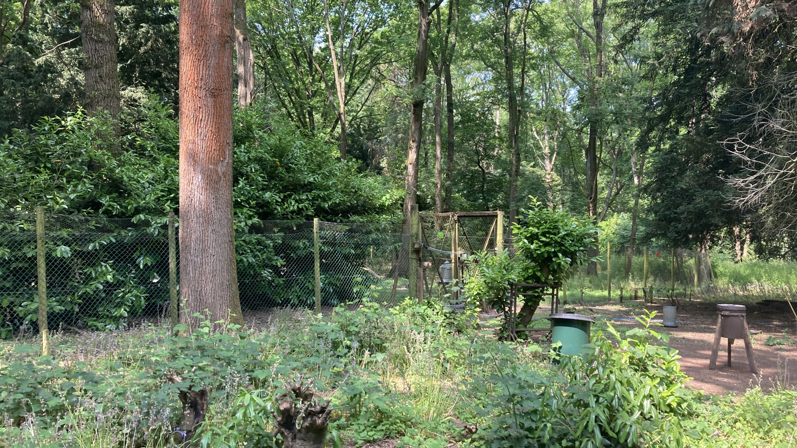 Image of Aldenham Estate - Home Farm - Woodland (3)