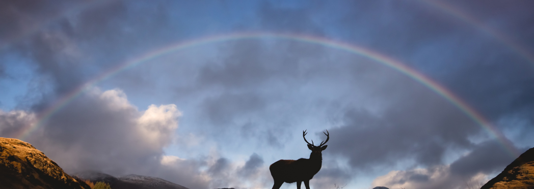 Stag, Glencoe