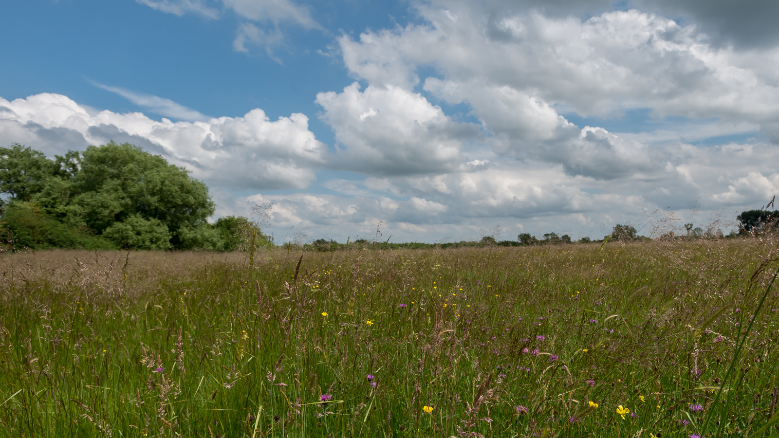 Image of Ludgershall Meadows 2