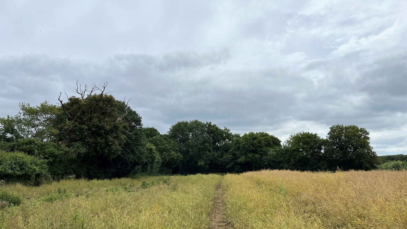 Image of Bridleway woodland