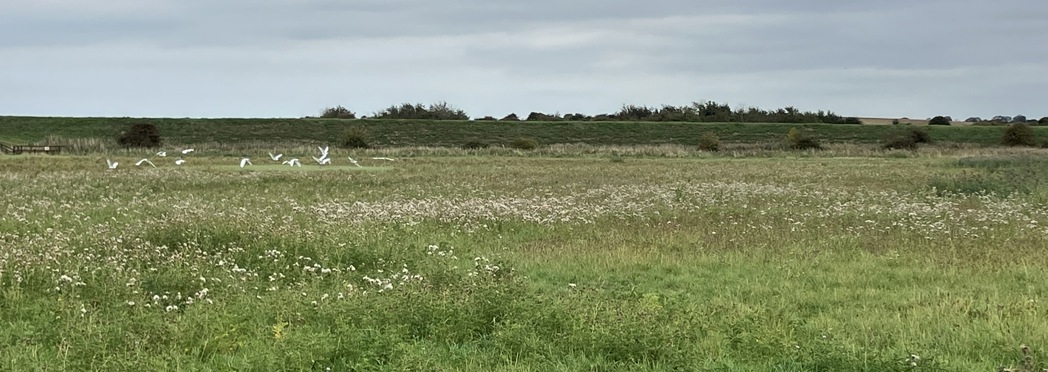 Image of IMG_3975 (1)