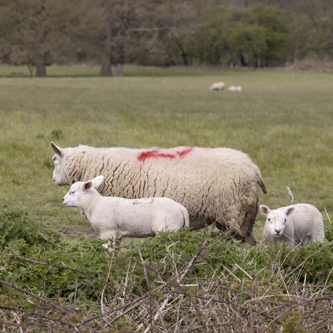 WEB_FRIENDLY_Wrotham_Park_034A6714_Bidwells_Property_Consultants_by_professional_photographer_Andrew_Ogilvy_Photography