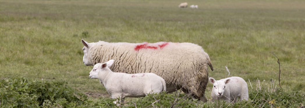 WEB_FRIENDLY_Wrotham_Park_034A6714_Bidwells_Property_Consultants_by_professional_photographer_Andrew_Ogilvy_Photography