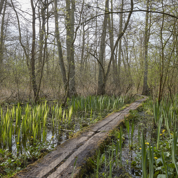 Fordham_Wet_Woods_And_Great_Wilbraham_210421 0