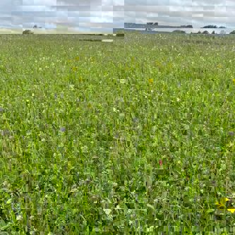 Sustainable Farming Incentive.JPG