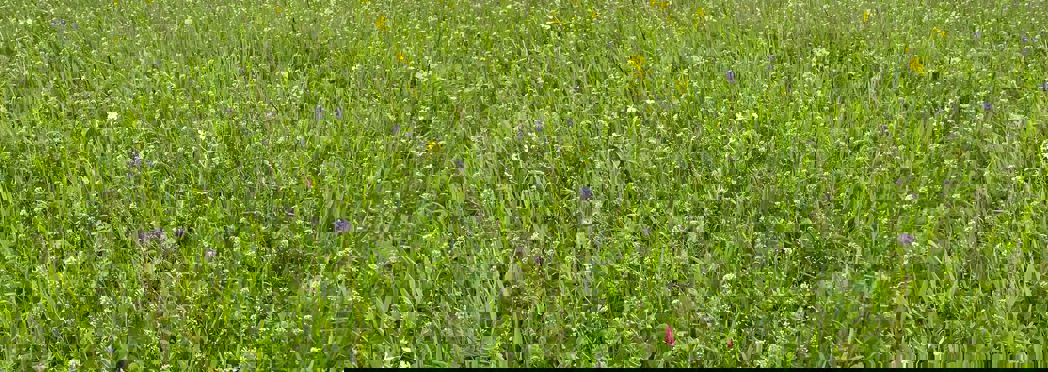 Sustainable Farming Incentive.JPG