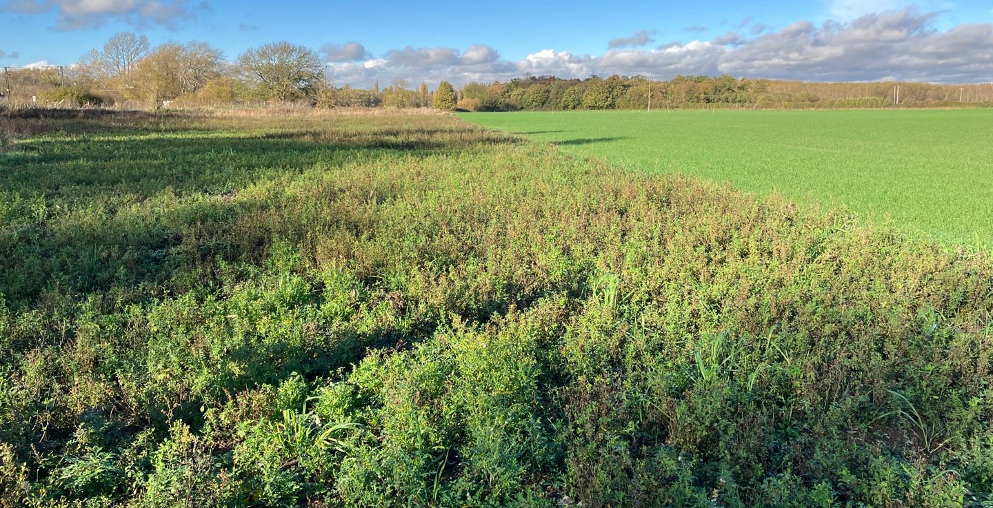 A147_Wellcome_Trust_Lordship_Farm_HLS_N6